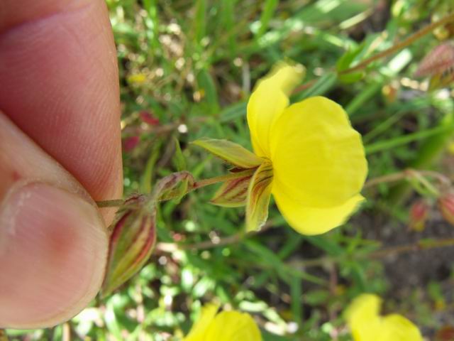 Quale specie di Helianthemum?